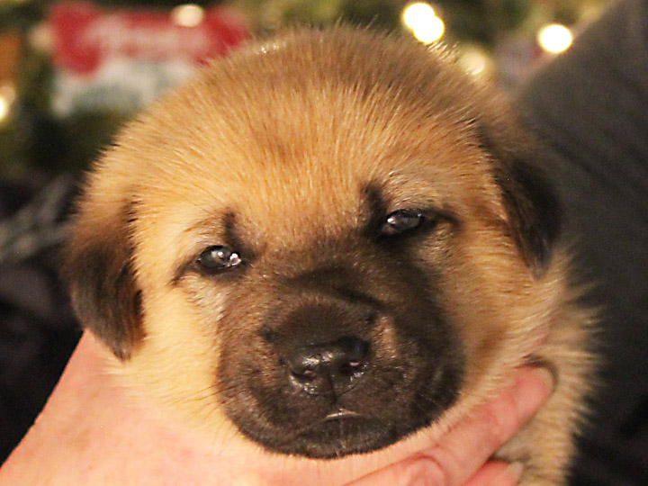 chinook puppy